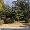写真4　玄関横のクロマツ林