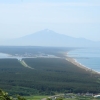 写真1　屏風山のクロマツ海岸防災林