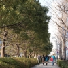 写真2　都市緑化に盛んに使われるクスノキ