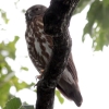 巣を見張るアオバズクのオス