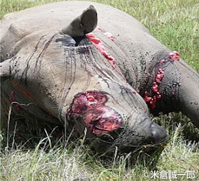 写真2　サイの殺戮