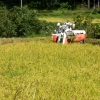 写真3　棚田で実った稲の刈取り