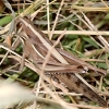 写真1　秋に庭の狭い草地に飛んできた成虫雌