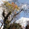 写真2　朝倉市に残っていた松山櫨