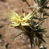 写真1　コーカサス地方で見られた薄い黄色の野生ベニバナ