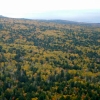 写真4　針広混交林の紅葉