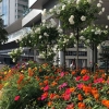 写真3　横浜新市庁舎：「ガーデンシティ」の実践