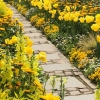 写真7　黄金色に輝く春の庭