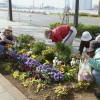 写真1　都道の植え込みにマンション住民が植栽