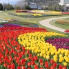 写真3　大地の虹南花壇（淡路島国営明石海峡公園）