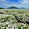 写真5　「フラワーパーク浦島」マーガレット