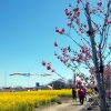 写真6　「中川やしおフラワーパーク」花桃と菜の花