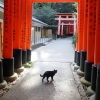 写真2　 有名な千本鳥居の参道も京都一周トレイルの一部