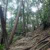 写真7　 木の根のゴツゴツとした山道