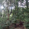 写真11　スダジイやアラカシなどの常緑広葉樹が優占しはじめている東山の森