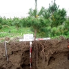 写真5 「締め固めない盛土工」で造られた生育基盤に植えられたクロマツの根系