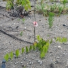 写真2　林野庁実証試験地で見られる砂地上のケヤキ苗の枯れ下がり