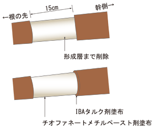 剥皮のポイント