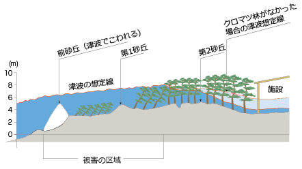 津波被害の断面図