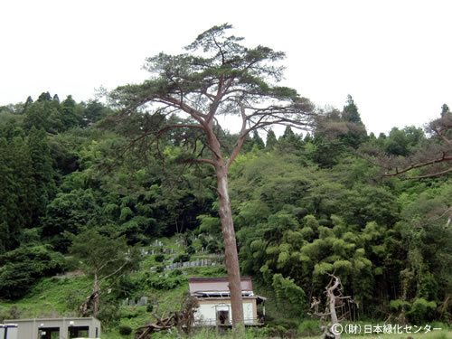 龍泉寺のアカマツ
