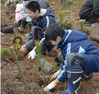植栽のようす