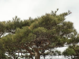 葉の変色を確認