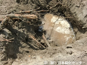 地下60cm程度に塩分を含む地下水滲出