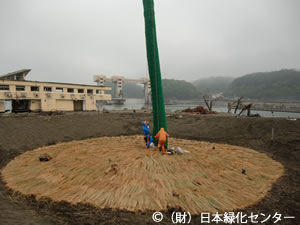 稲藁を敷き詰める