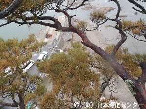 樹冠部の葉の変色が進む