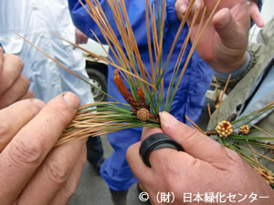 新芽の伸びを確認