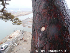 松脂の滲出を確認