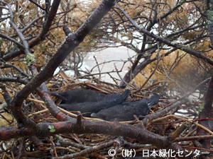 雛3羽