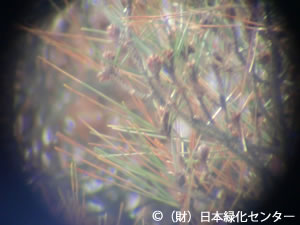 部分的に残る緑葉を確認