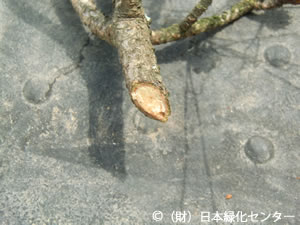 枝の切断面、松脂滲出と形成層組織の活性を確認