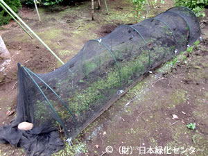 寒冷紗で覆う接ぎ木苗床