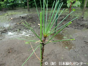 クロマツ台木に割接継した後継樹