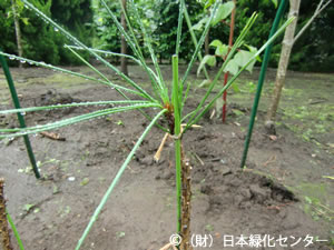 クロマツ台木に割接継した後継樹
