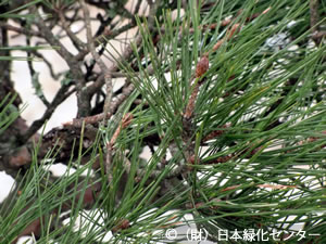 希望の松樹冠部の枝葉