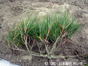 後継樹用に採取した枝葉