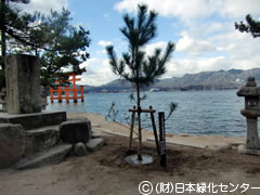 咹wiɎq̊肢